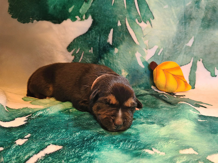 chinook puppy